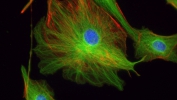 Bovine Pulmonary Alveolar Epithelia Cells